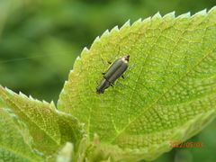 Malachius prolongatus