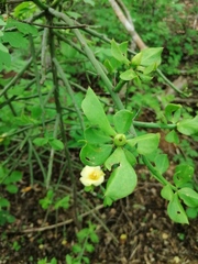 Pereskiopsis kellermanii