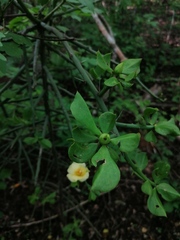 Pereskiopsis kellermanii