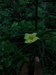 Pereskiopsis kellermanii