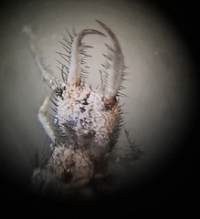 Myrmeleon inconspicuus