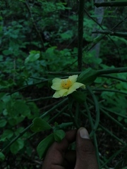 Pereskiopsis kellermanii