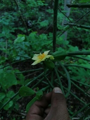 Pereskiopsis kellermanii