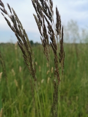 Calamagrostis epigejos