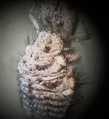Myrmeleon inconspicuus