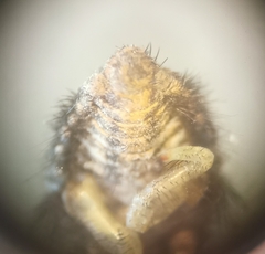 Myrmeleon inconspicuus