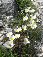 Papaver alpinum alpinum