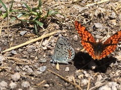 Euphilotes battoides