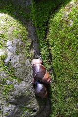 Dolicheulota formosensis