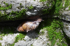 Dolicheulota formosensis