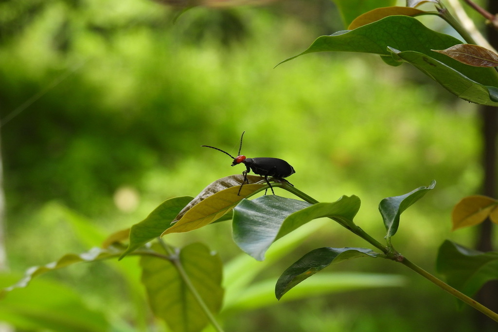 Epicauta hirticornis from Pingtung, Taiwan, Taiwan on May 23, 2022 at ...