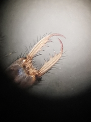 Myrmeleon inconspicuus
