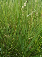 Calamagrostis epigejos