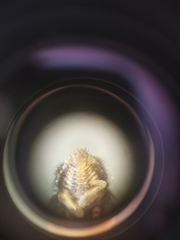 Myrmeleon inconspicuus