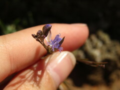 Polygala sibirica
