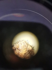 Myrmeleon inconspicuus