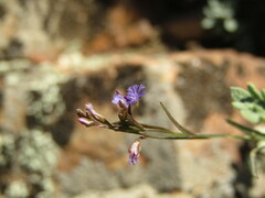 Polygala sibirica