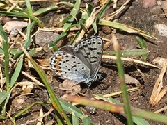 Euphilotes battoides