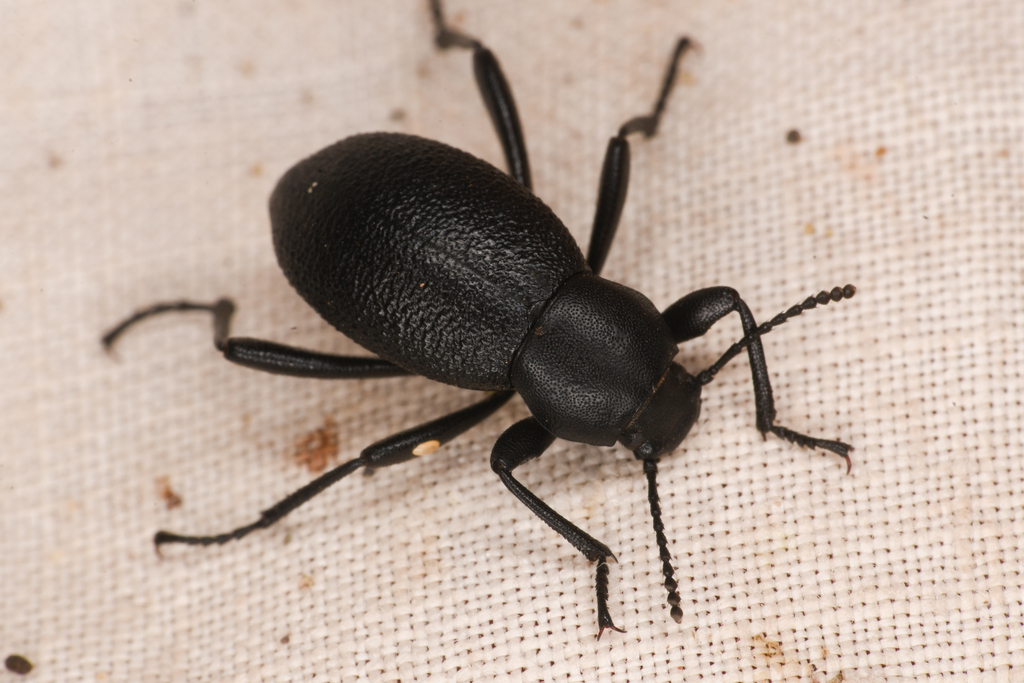 Eleodes granulata