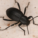 Eleodes granulata - Photo (c) Chloe and Trevor Van Loon, some rights reserved (CC BY), uploaded by Chloe and Trevor Van Loon