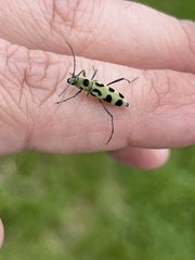 Chlorophorus herbstii