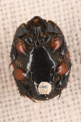 Spilodiscus instratus