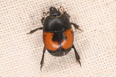 Spilodiscus instratus