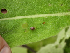 Stagonomus bipunctatus