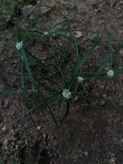Cyperus seslerioides