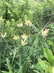 Astragalus zingeri