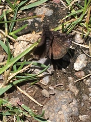 Erynnis persius