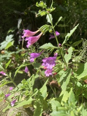 Galeopsis ladanum
