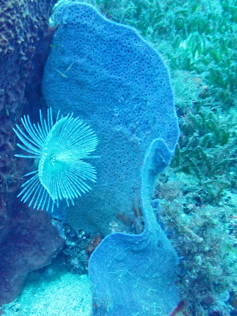 Amphimedon caribica