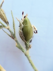 Silene