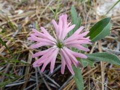Silene hookeri