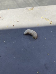 Eichlinia cucurbitae