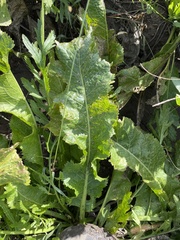 Dipsacus laciniatus