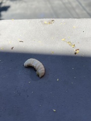 Eichlinia cucurbitae