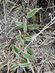 Astragalus canadensis