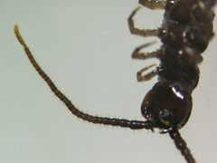 Lithobius calcaratus