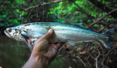 Rhaphiodon vulpinus
