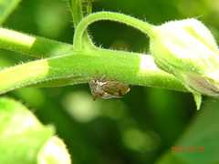 Centrotus