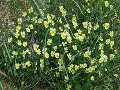 Viola lutea calaminaria