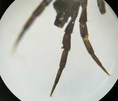 Lithobius calcaratus