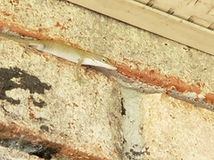 Anolis carolinensis