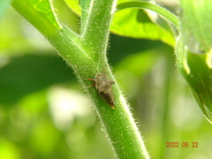 Centrotus