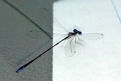 Nehalennia pallidula