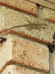 Anolis carolinensis