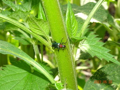 Rhagiini