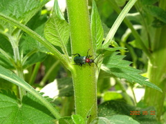 Rhagiini